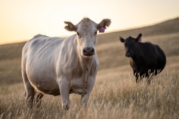 cow in a field at sunset on a summer in a dry drought in summer in australia on at agricultural farm