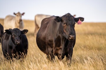 Close up of fat Angus and Murray Grey Cows eating long pasture in Australia at dusk