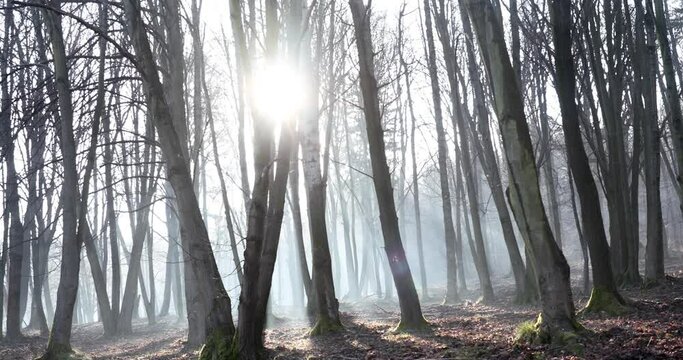 poranna mgła w lesie i promienie słońca	