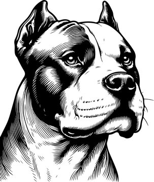 Apbt Bilder – Durchsuchen 10,178 Archivfotos, Vektorgrafiken und Videos ...