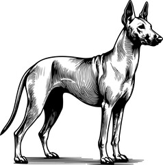 azawakh dog pet portrait in line art or stencil art illustration, isolated on transparent background