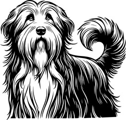 Bearded Collie dog pet portrait in line art or stencil art illustration, isolated on transparent background