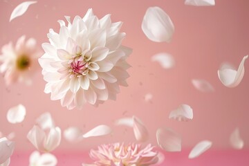 a flying big white falling flower art, wedding romantic bloom peony nature celebration background, decoration pastel pink holiday creative background