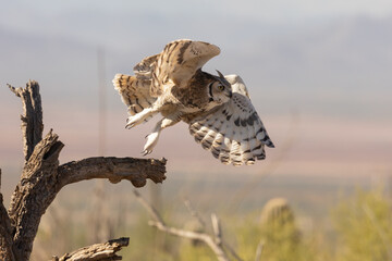A Great Horned Owl takes flight from a perch on a dead tree branch in the desert of Southern...