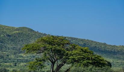 Buschland im Naturreservat Hluhluwe Imfolozi Park S&uuml;dafrika