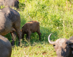 Kaffernbüffel im Naturreservat Hluhluwe Nationalpark Südafrika