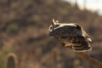 A Great Horned Owl is perched on a dead branch and backlit by the morning sun as it begins to spread it's wings in the Arizona desert at the Arizona Desert Sonoran Museum.