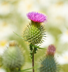 Thistle, flower closeup and nature outdoor with environment, Spring and natural background. Ecology, landscape or wallpaper with plant in garden or park, growth and green with blossom for botany