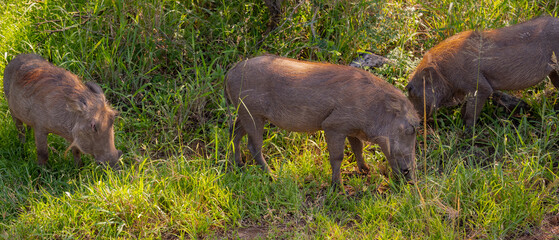 Warzenschwein im Naturreservat Hluhluwe Nationalpark Südafrika