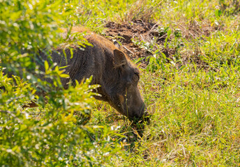 Warzenschwein im Naturreservat Hluhluwe Nationalpark Südafrika