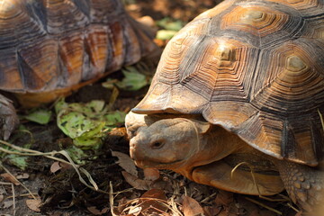 Turtle shell Sulcata tortoise background