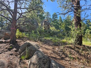 tree in the mountains