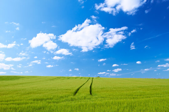 Blue sky, clouds and field at countryside with farm, sustainability and garden landscape in spring. Nature, environment and green grass for eco friendly, growth and horizon with lawn on earth