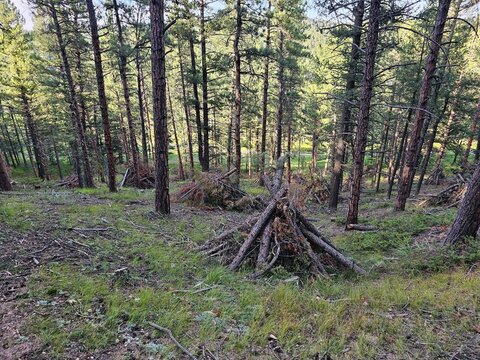 wood in the forest, bosque que intriga  