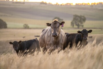cow in a field at sunset on a summer in a dry drought in summer in australia on at agricultural farm © Phoebe
