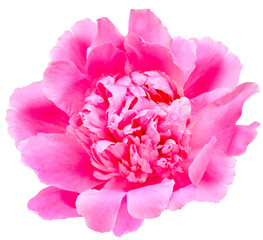 Pink peony flower  on  isolated background. Closeup. For design.  Transparent background.  Nature.
