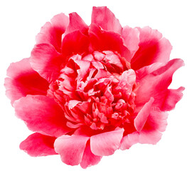 Red peony flower  on  isolated background. Closeup. For design. Nature. - 748499586