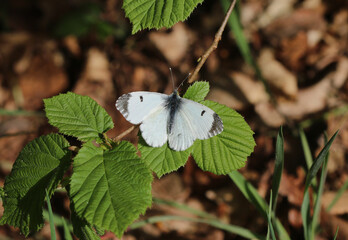 Aurorafalter -  Orange tip