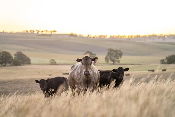 cows and calfs grazing on dry tall grass on a hill in summer in australia. beautiful fat herd of cattle on an agricultural farm in an australian in summer - obrazy, fototapety, plakaty