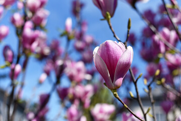 Pink magnolias in the botanical garden