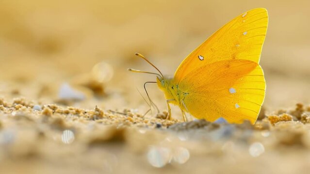 Closeup of a Cloudless Sulphur butterfly its bright yellow wings covered in a thin layer of sand as it tries to find its way through the