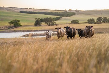 stud cattle, herd of fat cows and calves in a field on a regenerative agriculture farm. tall dry...