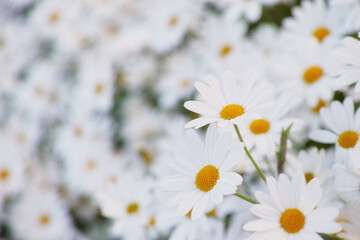 Flowers, daisies and field in garden closeup, environment and park in summer. Leaves, chamomile plant and meadow in nature outdoor for growth, ecology and natural floral bloom in the countryside