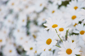 Obraz premium Flowers, daisies and field in garden closeup, environment and park in summer. Leaves, chamomile plant and meadow in nature outdoor for growth, ecology and natural floral bloom in the countryside