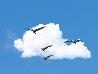 Flight, cloud and group of birds on blue sky together, animals migration and travel in air. Nature, wings and flock flying in formation with calm freedom, tropical summer and wildlife with feathers