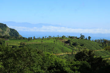 Amazing view of  Tea Plantation in Nelliyampathy  