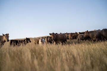 fat Beef cows and calfs grazing on grass in south west victoria, Australia. in summer grazing on...