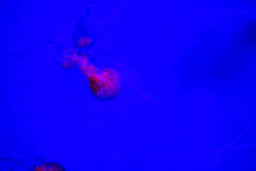 jellyfish in the water