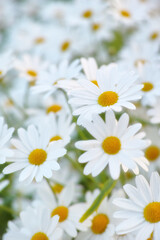 Flowers, field and daisies in garden, environment and park in summer with closeup. Leaves, chamomile and plants at meadow in nature outdoor for growth, ecology and floral bloom in the countryside
