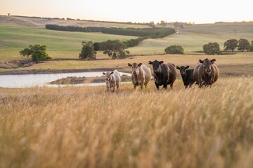 cows and calfs grazing on dry tall grass on a hill in summer in australia. beautiful fat herd of cattle on an agricultural farm in an australian in summer