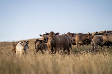 cow in a field at sunset on a summer in a dry drought in summer in australia on at agricultural farm