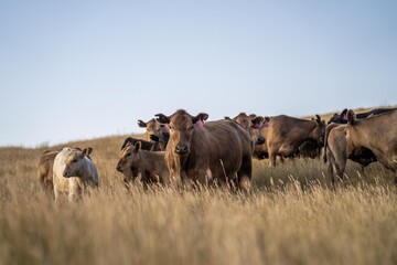 stud cattle, herd of fat cows and calves in a field on a regenerative agriculture farm. tall dry grass in summer in australia © Phoebe