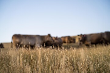 cow in a field at sunset on a summer in a dry drought in summer in australia on at agricultural farm