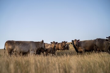 Fat Beef cows grazing on native grasses in a field on a farm practicing regenerative agriculture in Australia. Hereford cattle on pasture. livestock Cows in a field at sunset with golden light.