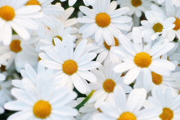 Fototapeta premium Flowers, daisies and top view at field in garden in the countryside, environment or park in summer. Leaves, chamomile plant and above at meadow in nature outdoor for growth, ecology or floral closeup