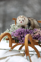 A ferret on a sleigh with a bouquet of gypsophila.A beautiful animal on a background of flowers.A sweet domestic caress.