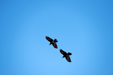 Flight, freedom and crows on blue sky together, animals in migration and travel in air. Nature, wings and flock of birds flying in formation with journey, tropical summer and wildlife with feathers