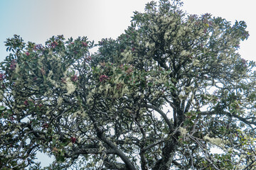 Santalum haleakalae,  Haleakala sandalwood or ʻIliahi in Hawaiian, flowering tree in the...