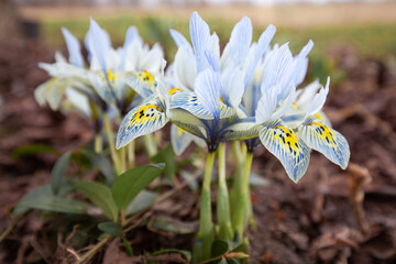 Blooming irises in the garden in early spring © Nadiya