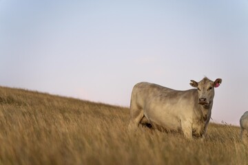 cow in a field at sunset on a summer in a dry drought in summer in australia on at agricultural farm