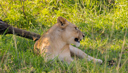 Löwin im Naturreservat im Hluhluwe Nationalpark Südafrika