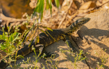 Nilwaran an einem Flussrand im Naturreservat Hluhluwe Nationalpark Südafrika