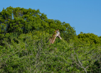 Giraffe im Naturreservat im Hluhluwe Nationalpark Südafrika