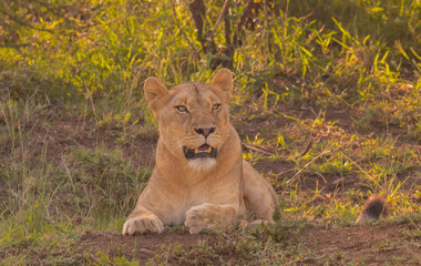 Löwin im Naturreservat im Hluhluwe Nationalpark Südafrika