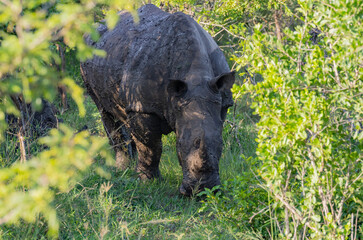 Nashorn im Naturreservat Hluhluwe Nationalpark Südafrika