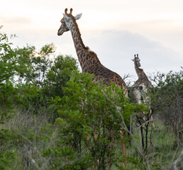 Giraffen im Naturreservat im Hluhluwe Nationalpark Südafrika